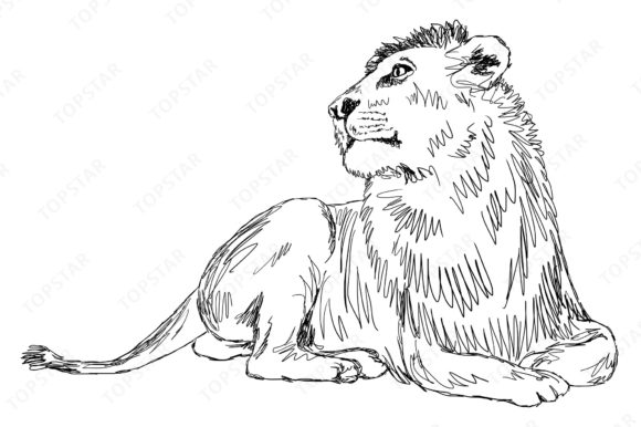 Download African Lion - Africa Collection