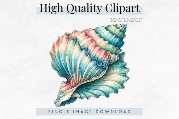 Download High Quality Seashell Clipart - Clipart Collection
