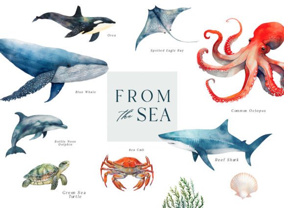 Download Sea Life Watercolor Clipart - Clipart Collection